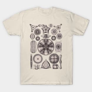 Ernst Haeckel Diatoms Lavender Gray T-Shirt